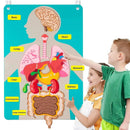 Painel Educativo Corpo Humano