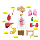 Painel Educativo Corpo Humano