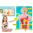 Painel Educativo Corpo Humano